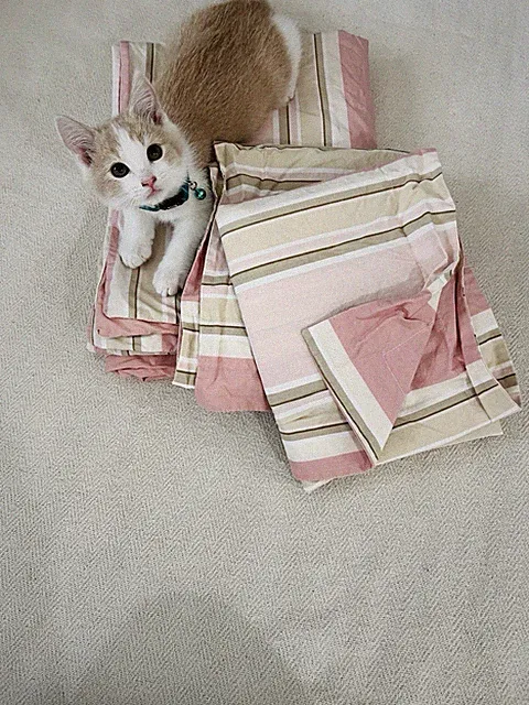 Crate & Barrel York Duvet ONLY, Twin, Pink Multi Stripe, Cotton